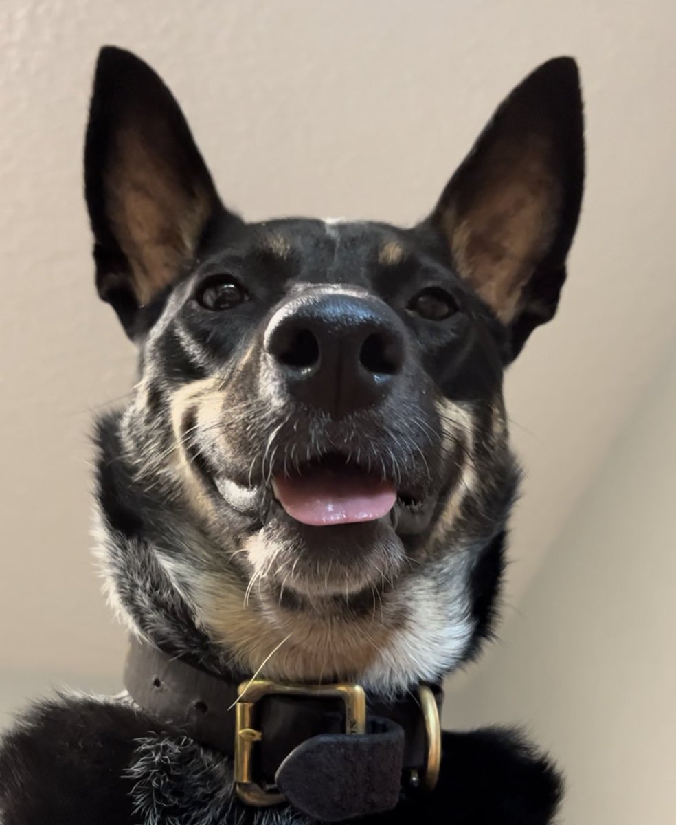 acid_carnap's tweet photo. @alanisnking @eliz_blackstock Wonderful! Also, will you inscribe my copy of the book by drawing a portrait of my dog to commemorate the occasion? https://t.co/e1W00vamzZ