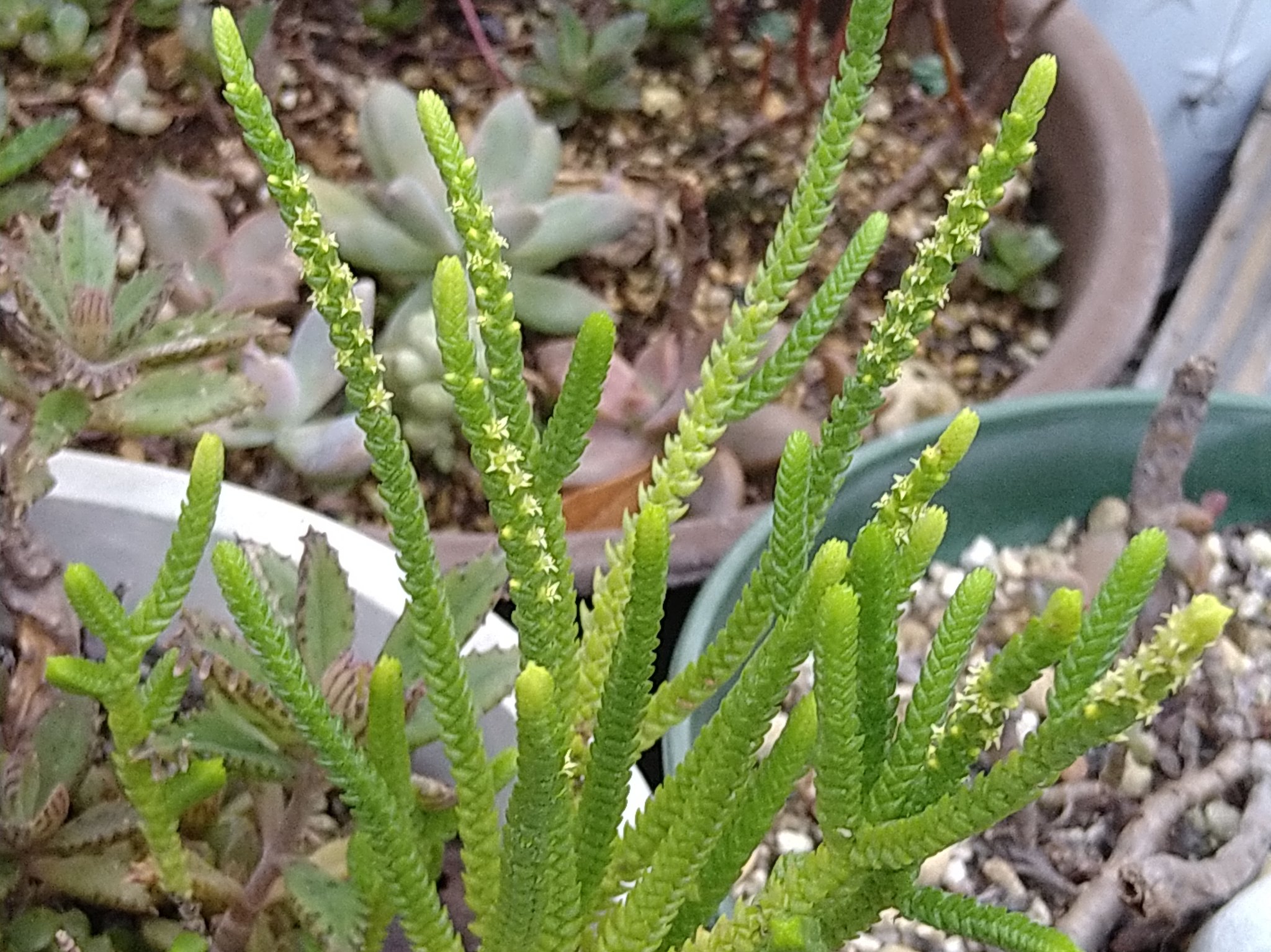 若緑 Cuardach Twitter Twitter