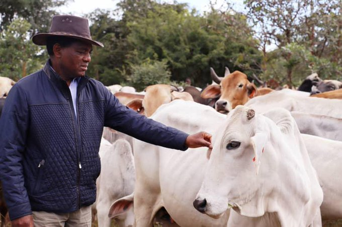 Zedbugs1's tweet photo. Biggest challenge in livestock sub sector has been disease control &amp; lack of vaccines. The #Budget2023 has allocated K274 million to buy vaccines &amp; build a plant at Balmoral Lab in Lusaka to produce our own vaccines and address the problem of vaccine availability &amp; affordability. https://t.co/wey4h2v7gI