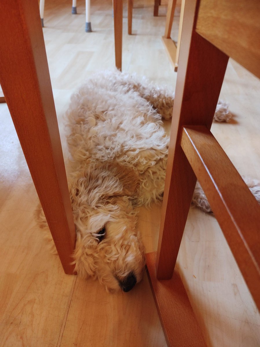 I love working with the physio's, SLTs and OTs here at <a href="/elysiumcare/">Elysium Healthcare</a> but I must admit, my favourite colleague is this guy, the #therapydog ❤️