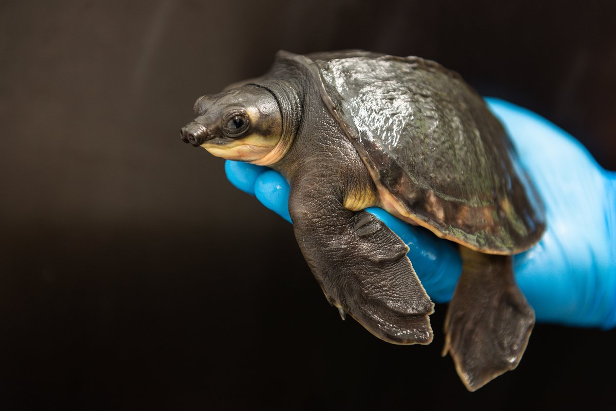 NordensArk's tweet photo. This three years old #pignosedturtle is unique to say the least. Unlike any other species of freshwater turtles and endangered in the wild.  Together we can work to save it and other equally endangered species. 

Your donation makes a difference!
https://t.co/uQUuWW7kuW https://t.co/CAw9BelKsG