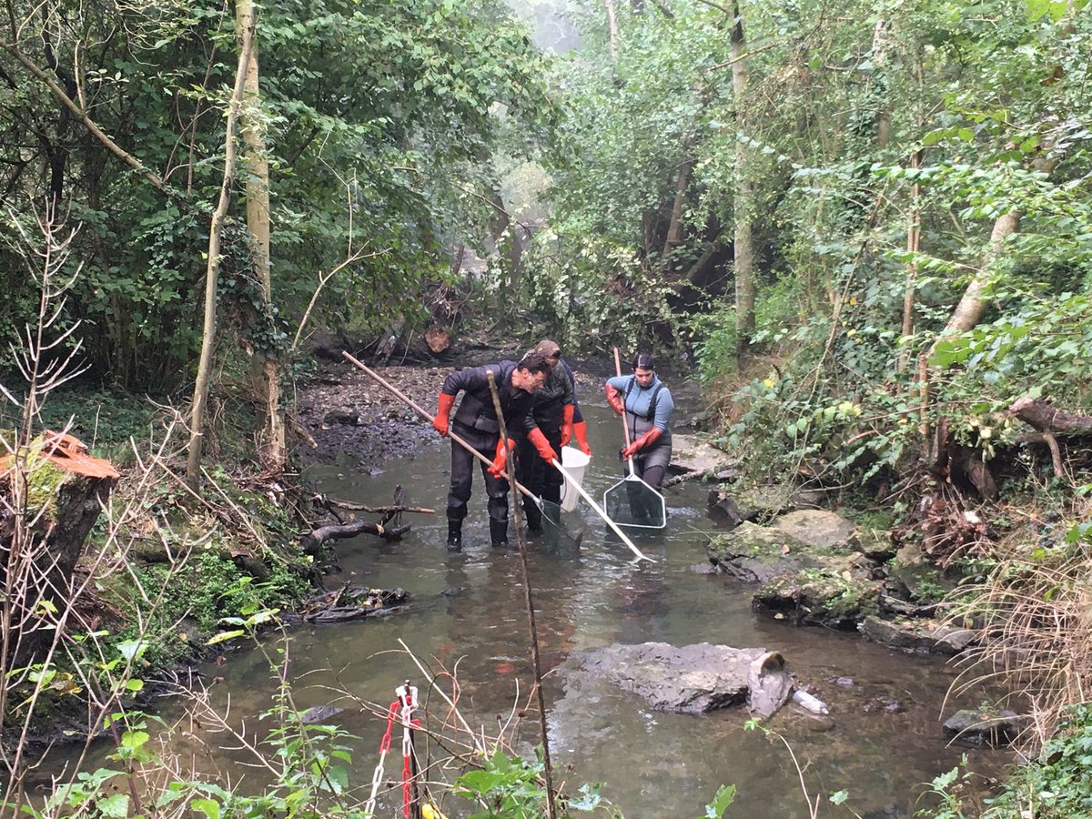 PecheIDF's tweet photo. 🐟 Pêche d’#inventaire piscicole sur le  dans le Morbras pour le suivi pluriannuel inscrit dans le 📔Plan Interdépartemental de Gestion Piscicole de la #FDPPMA 75. #peche #biodiversité #valdemarne #poisson https://t.co/lPsE1sqG7G