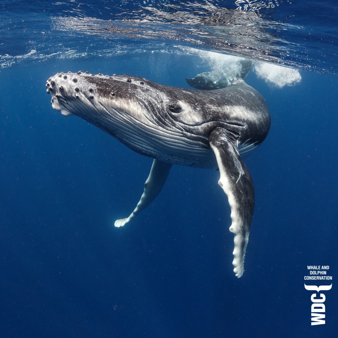 Whale and Dolphin Conservation (WDC) tweet media