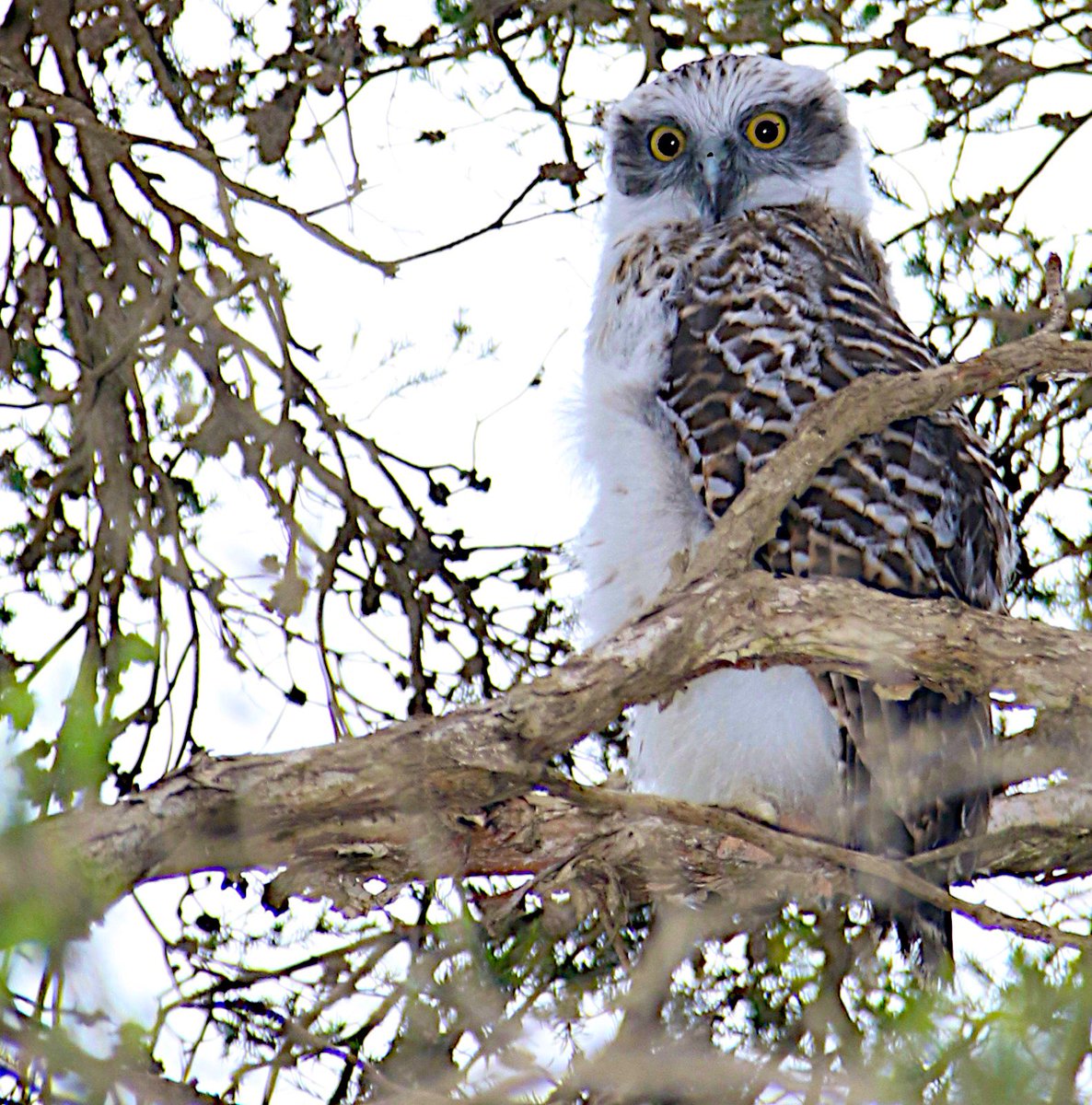 Squuueeee!!! Floof ball alert the baby powerful owls are emerging from their hollows. This one in a landscape with lots of agriculture. Its mum had a range that covered a massive area to link patches of bush. Those linkages in the landscape are ohhh so important.