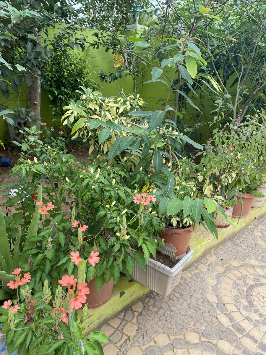 A_for_Shreya's tweet photo. @shreyaghoshal do u prefer these kinda chillis?? #Seeni #Molagaai Frm my native garden !Always wanted to share this with u .just now got time to click it. They r the spiciest than any other green chillis in the world for my knowledge!! Can pick it up all fr u! Only if u ask fr it https://t.co/1TkzKx8LuF