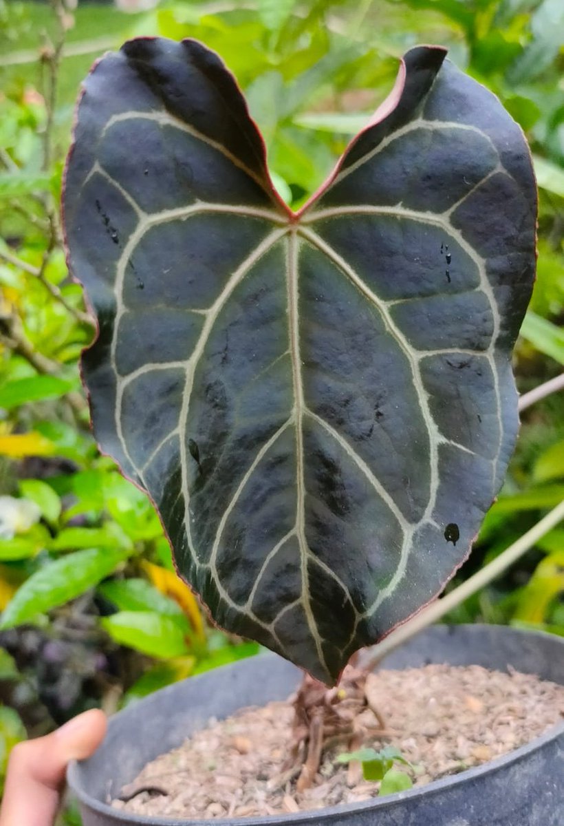 Ramleaf_'s tweet photo. Dark and red line.
#planttwitter #houseplants #houseplanthour #HomeDecor
#allaboutanthuriums #anthuriumcollection #leaftexture #plantaddict https://t.co/IlnT0N7aJH