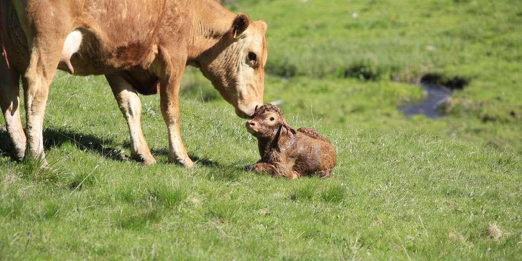 La Déclaration de Montréal : 450 philosophes se font les avocats du monde animal nouvelobs.com/bibliobs/20221…