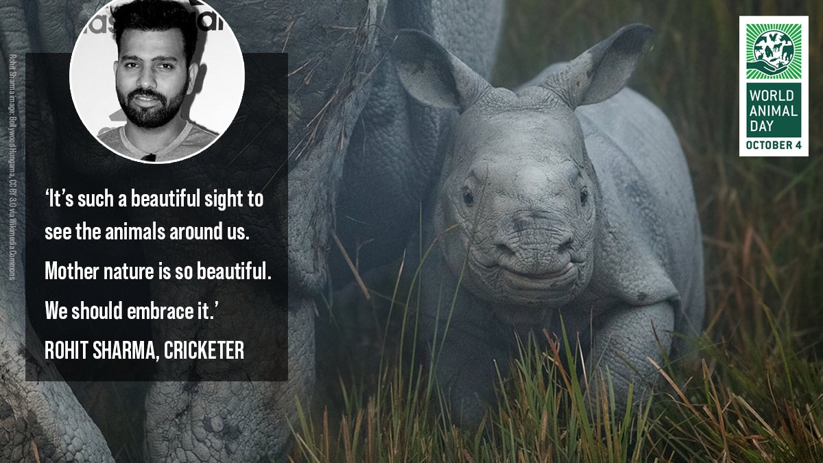 🦏 Pop a thumbs up in the comments if you agree with cricketer, Rohit Sharma. 👍

You don't have to be famous to be a #voiceforanimals on #WorldAnimalDay - we can ALL help end neglect, cruelty and crimes against animals.

<a href="/ImRo45/">Rohit Sharma</a>