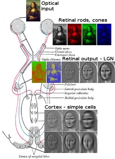 OGdukeneurosurg's tweet image. Optic pathway and what the image looks like along the way. #neuroscience #vision