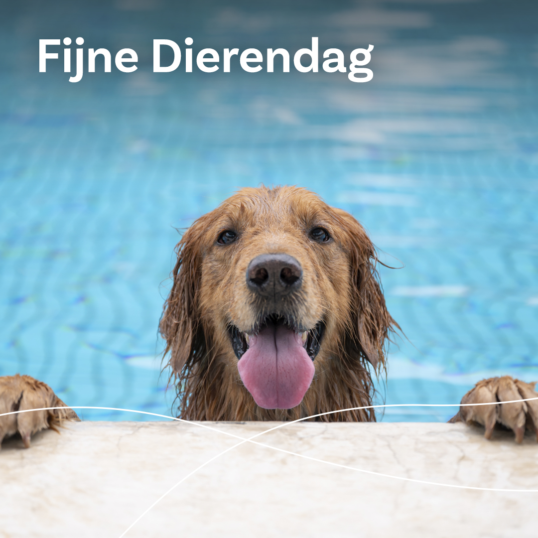 Het is dierendag. De dag waarop je huisdier extra verwend mag worden. Wat ga jij vandaag doen? #dierendag