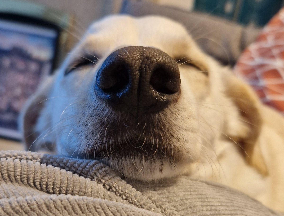 BalkanUnderdogs's tweet image. Have you heard of Balkan Underdogs? We are a not for profit UK registered charity who rescue street dogs &amp;amp; cats in Serbia. We rehome spayed, vaccinated dogs &amp;amp; cats to the UK and we run eight spay and neuter clinics. See link in bio to find out more! #adoptdontshop