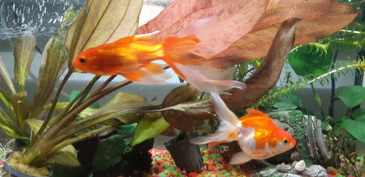 Wij willen je graag voorstellen aan onze huisdieren: Frankie en Adriaan. Bij een #ontruiming stonden zij op straat en niemand wilde zich nog ontfermen over deze goudvissen. Ons dierenhart kon dat niet aan, dus hebben wij de vissen geadopteerd!

#dierendag #vissen #adoptdontshop
