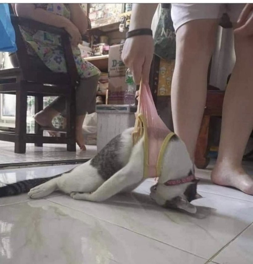 DoseOfCatto's tweet photo. Mom- Are you drunk again?
Me - Nah https://t.co/hueYulUOSg
