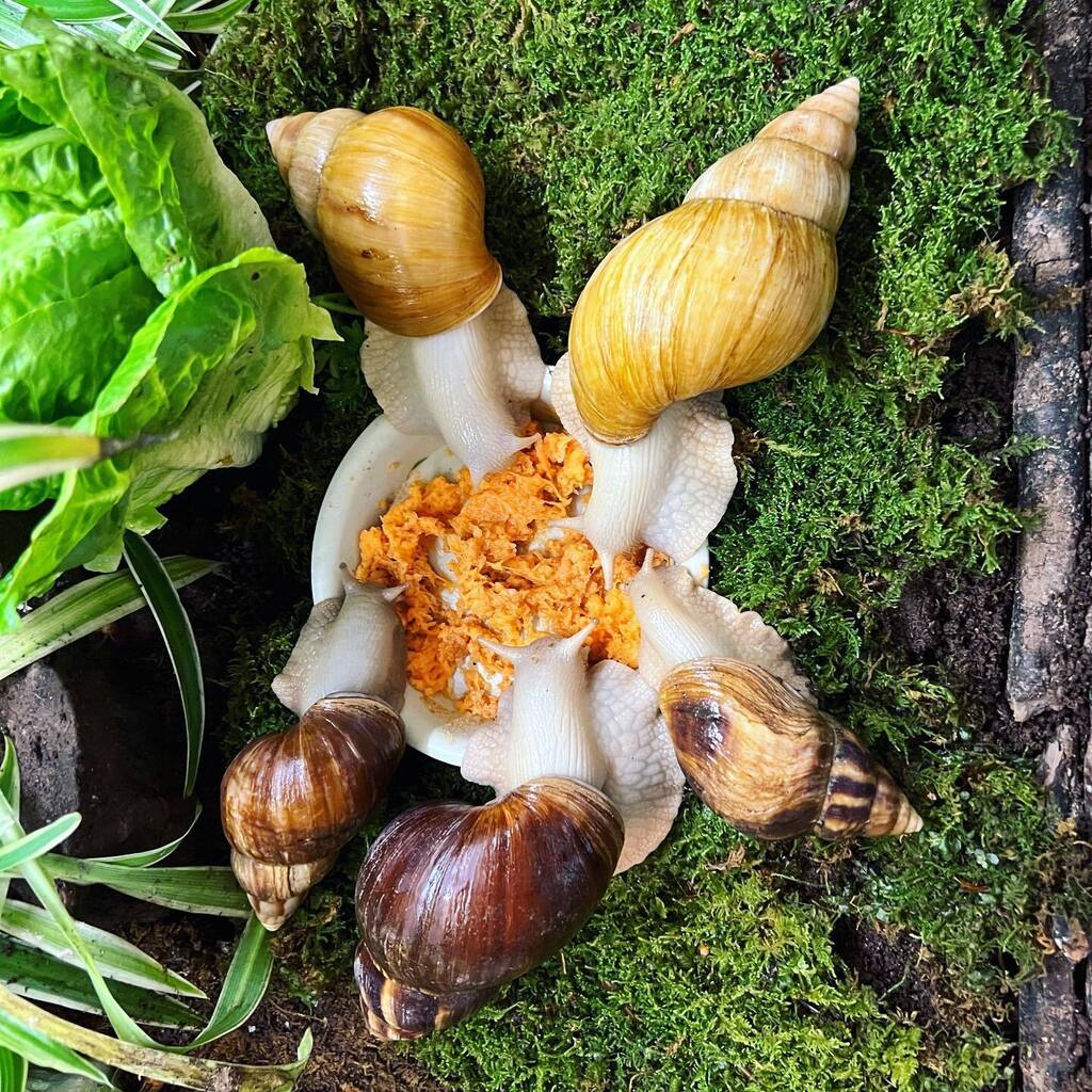 SweetGiantSnails tweet media