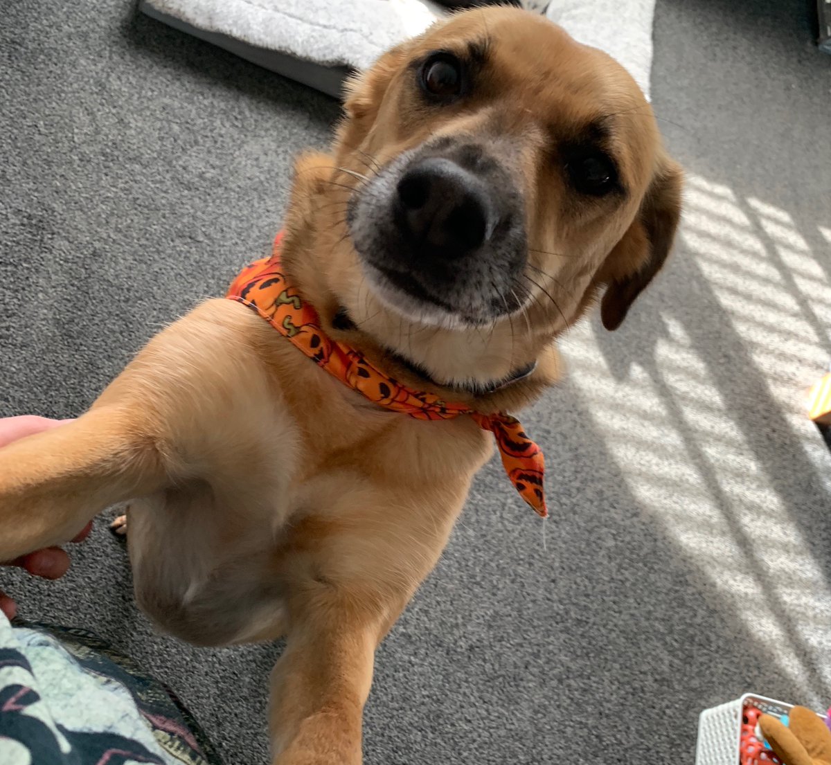 about to give the rat a bath bye bye stinky rat