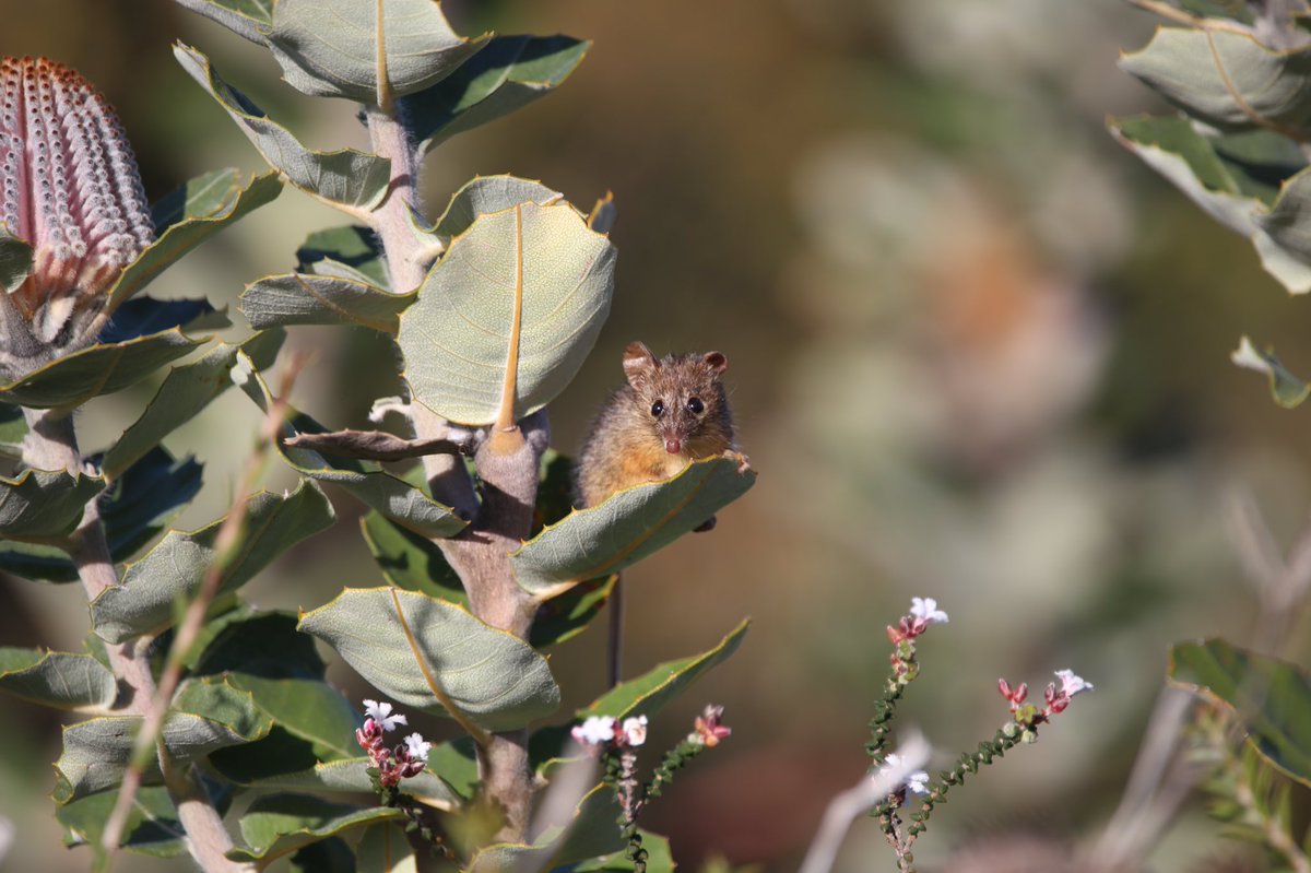 WA, you’ve done it again.

This little fellah is a honey possum (Tarsipes rostratus), a completely nectivorous marsupial. These little guys are restricted to the south-west of WA and are important pollinators for many flowers in the region.