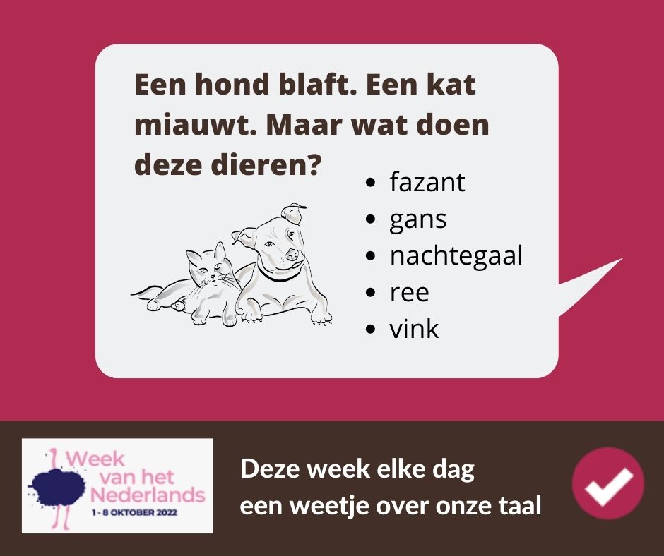 DeSchrijfstudio's tweet photo. Een speciaal weetje voor dierendag. Veel woorden voor dierengeluiden zijn minder bekend dan blaffen of miauwen. Jammer eigenlijk, want het zijn leuke woorden:

Een fazant kokkert
Een gans gakt
Een nachtegaal slaat
Een ree fiept
Een vink tjokt https://t.co/XeFb0fsQBg