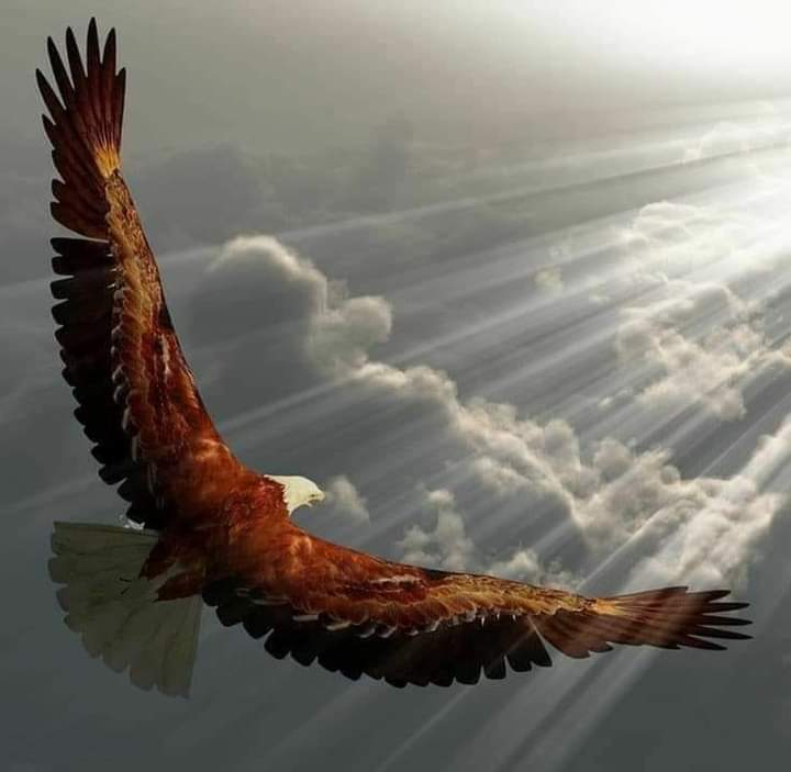 leonagente1's tweet photo. Y volarás cómo las Águilas, 🦅 https://t.co/YOmznxbeRM