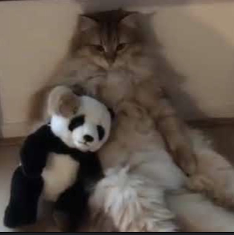 darlingshabit's tweet image. 