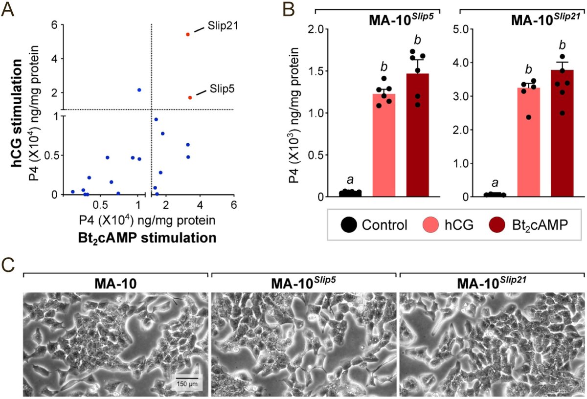 JEndocrinology's tweet photo. Prasanthi P Koganti, Amy H Zhao, and Vimal Selvaraj publish a research article titled: 'Exogenous cholesterol acquisition signaling in LH-responsive MA-10 Leydig cells and in adult mice'. Read the full article here: https://t.co/xRBHwRzf40 https://t.co/6HhaLlKmJc