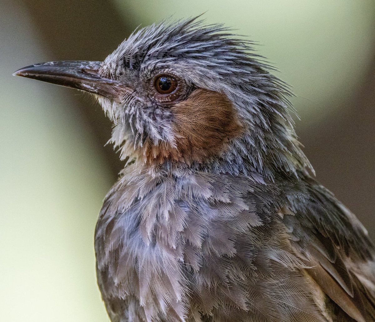 Brown-eared Bulbul, Daegu, South Korea. Checkout my Korean birding adventure on YouTube: m.youtube.com/channel/UCitYK…
#korea #BirdsSeenIn2022 #birdphotography #NaturePhotography #naturelovers