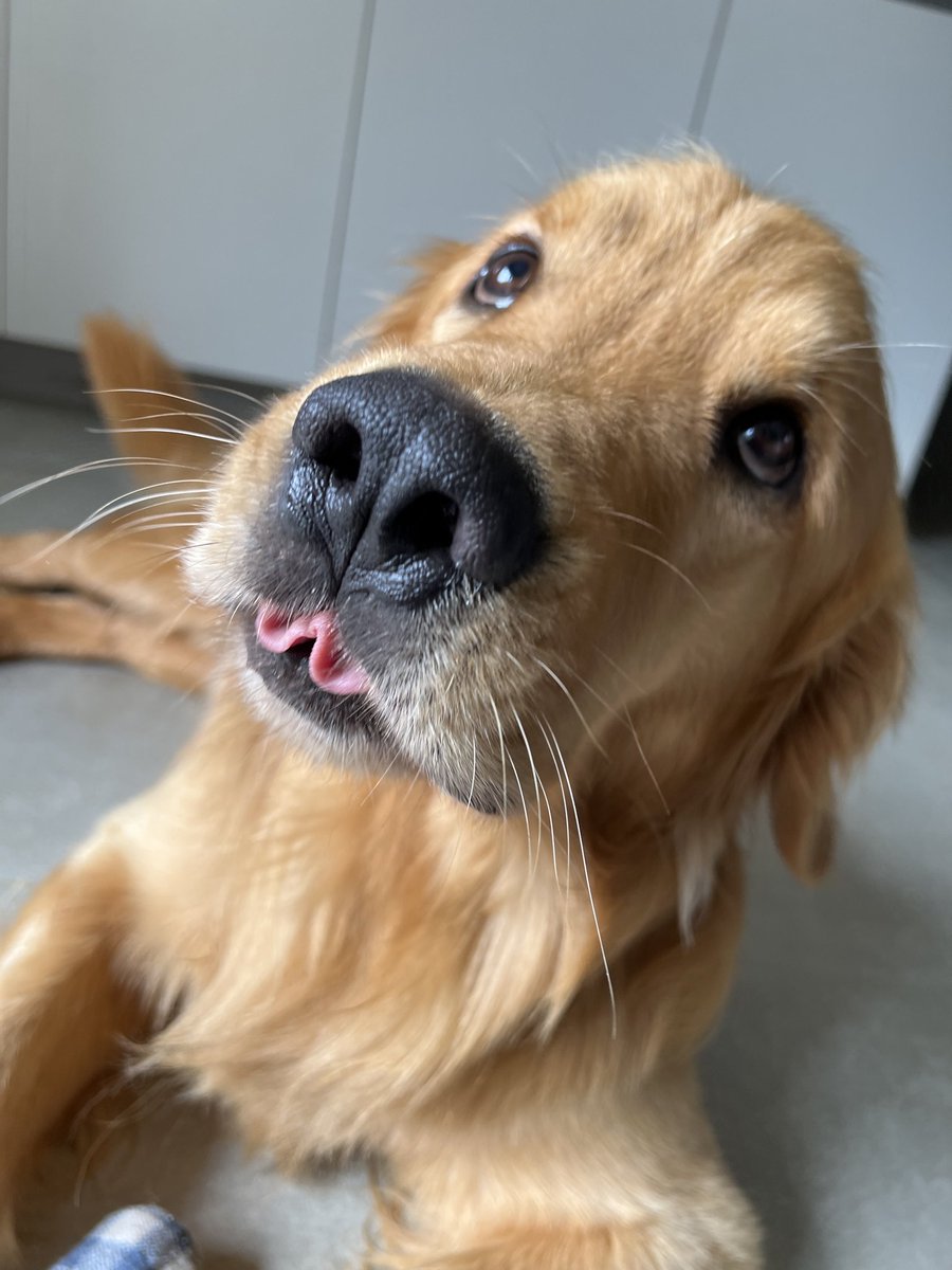 BasilJoined's tweet photo. @spideyarmyalt look at my dog!! https://t.co/7n6ENYDz07
