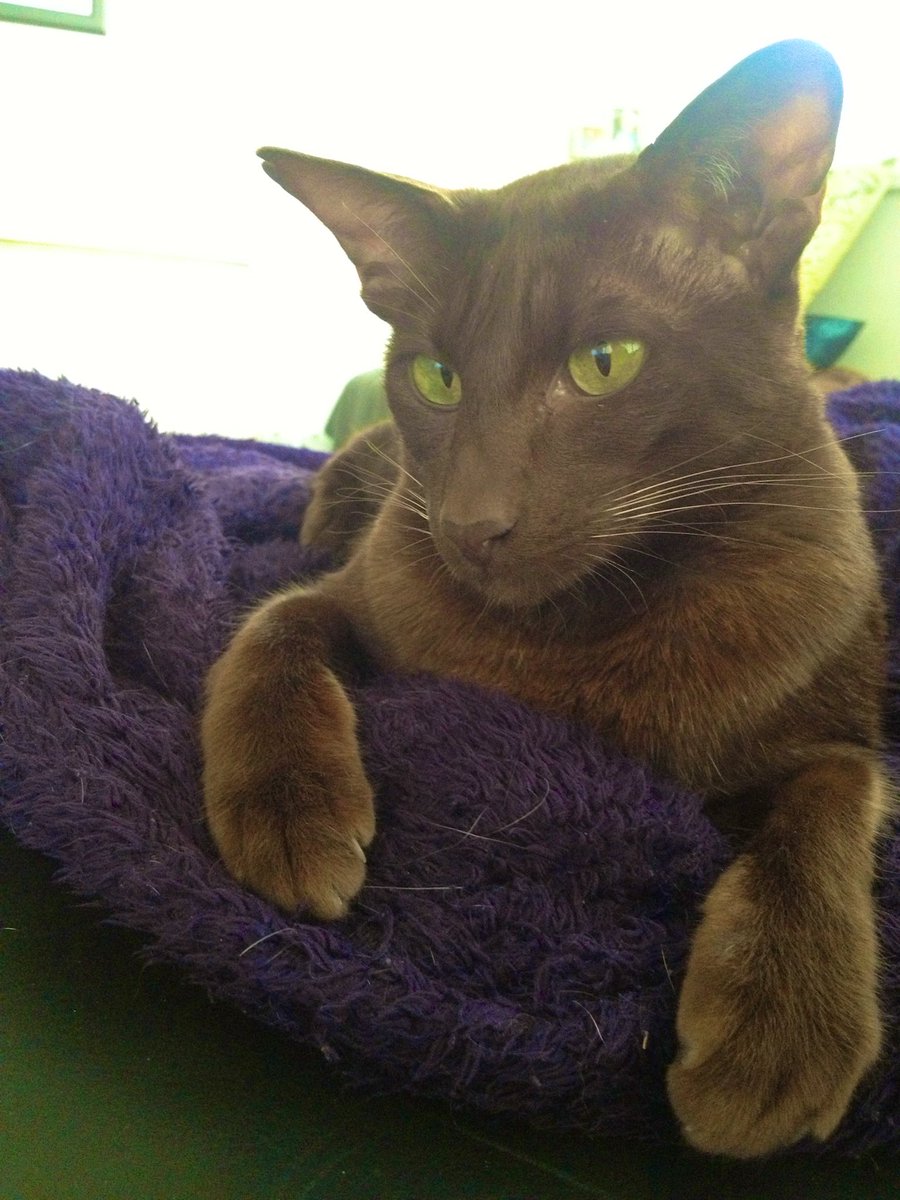 Emblyn3's tweet image. Heartbroken to tell you that our beloved Coco went over the 🌈 yesterday. She was the most precious girl and we will love her forever. Run free sweetest girl we love you so much 💔🌈😔 #CatsofTwittter #loveneverdies #SuperSeniorCatsClub