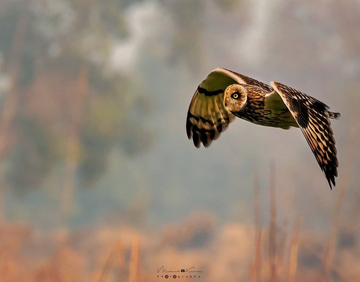 Short-eared Owl.
.
,
.
.

#IndiAves #photography #wildlifephotography #birds #wetlands #wildlife #bird #birds #birdwatching #BirdTwitter #birdphotography #birdoftheday #birdinflight #birdphotography  #natgeoindia  #birdsinindia #BBCWildlifePOTD #birdsofuttarakhand