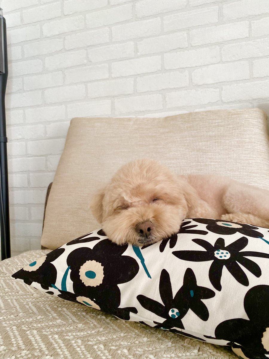 T32MS7000's tweet photo. #愛犬
#犬
＃トイプードル 
＃プードル
#かわいいトイプードル
#puppy
#犬の居る暮らし
トリミングの帰りです。お家に着��たらぐったりです。 https://t.co/L7vumN8jOO