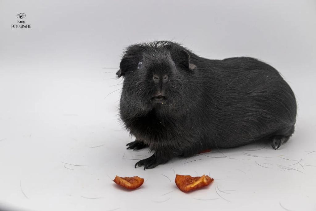 Ainz Ooal Gown, better known as Momonga
The Supreme One,
Sorcerer King, the Overlord and 
King of Darkness 🖤📸
#fangfotografie #photographer #guineapig #animalphotography #meerschweinchen #momonga #ainzooalgown #Overlord #aschaffenburg #photography
