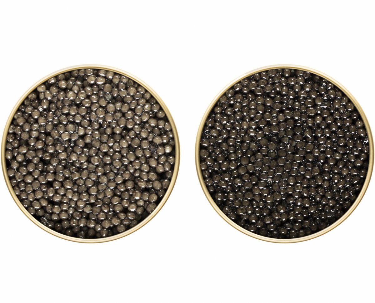KingsFineFood's tweet photo. Platinum (Gueldenstaedtii X Baerii) Farmed Caviar – Country of Origin: Belgium
The shade of the egg can vary, which is quite natural from a darker to a lighter tone.
https://t.co/wLrILnsqwU
#caviar #platinum #platinumcaviar #farmedcaviar #hybridcaviar #eggshade #eggsize https://t.co/1FZaRJu0G6