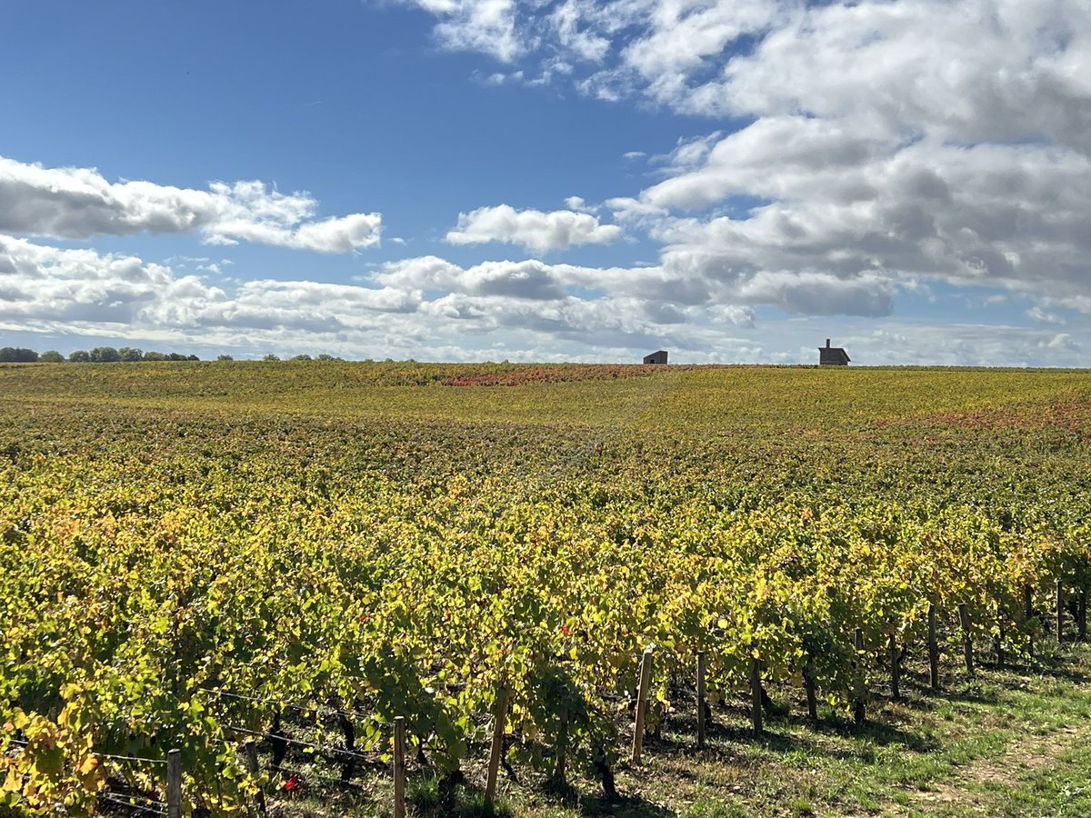 HISTOIRE_DU_VIN's tweet photo. Coulisse : #CôteDOr tu portes si bien ton nom à cette époque de l’année ! La #CoteDeBeaune entre #Beaune et #Pommard @VinsdeBourgogne https://t.co/MTOMUBw1t9