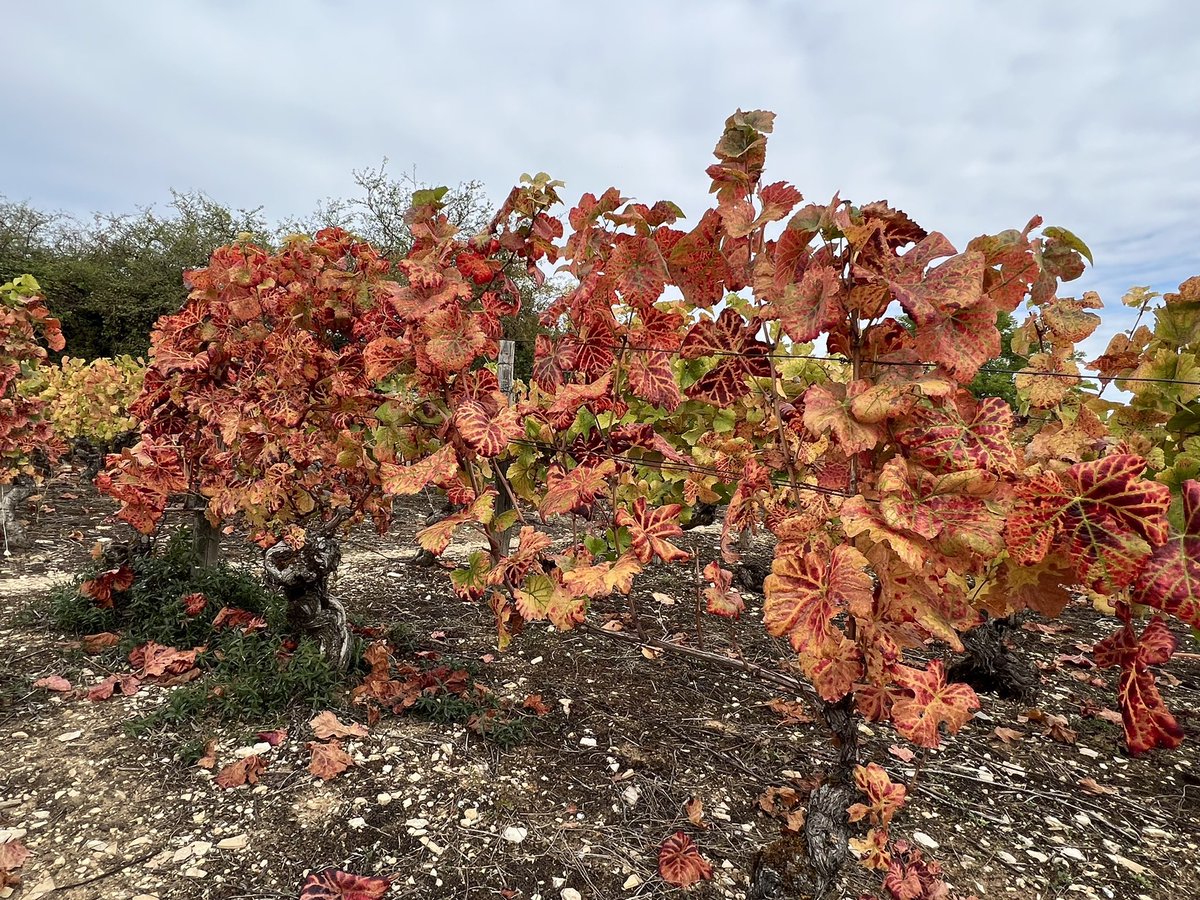 HISTOIRE_DU_VIN's tweet photo. Coulisse : #CôteDOr tu portes si bien ton nom à cette époque de l’année ! La #CoteDeBeaune entre #Beaune et #Pommard @VinsdeBourgogne https://t.co/MTOMUBw1t9