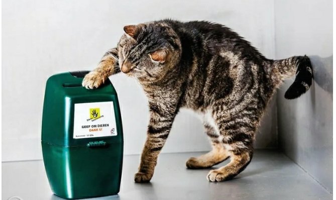Help jij mij ook mee? (Gedumpte) asieldieren hebben jouw hulp nodig met een bijdrage in de kosten voor dierenarts, onderdak en verzorging.

Help mee en doe eenvoudig een bijdrage in mijn digitale collectebus. Klik en doneer: qr3.ideal.nl/0c7e94c4-0aef-… Bedankt voor je steun!