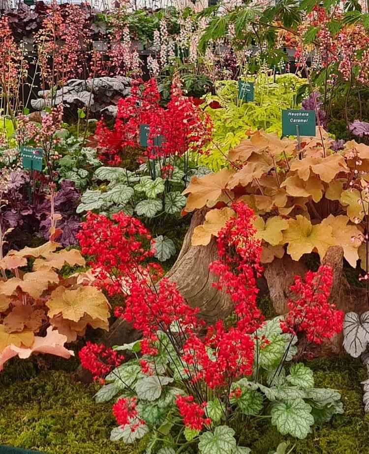 Heuchera Lipstick and Caramel one of my favourite combinations.💚❤🧡💚❤🧡💚❤🧡💚❤🧡💚❤ Fabulous in partial shade Have a happy 😊 Tuesday everyone! #Heuchera #happytuesday #redflowers #autumncolouredfoliage #plantcombinations