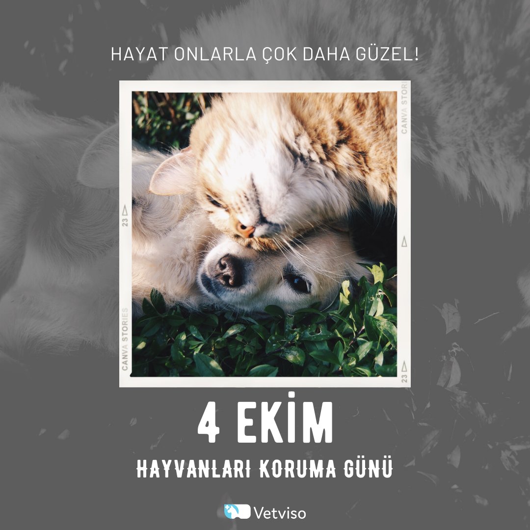 Onlar bizlere emanet...

#4EkimHayvanlarıKorumaGünü