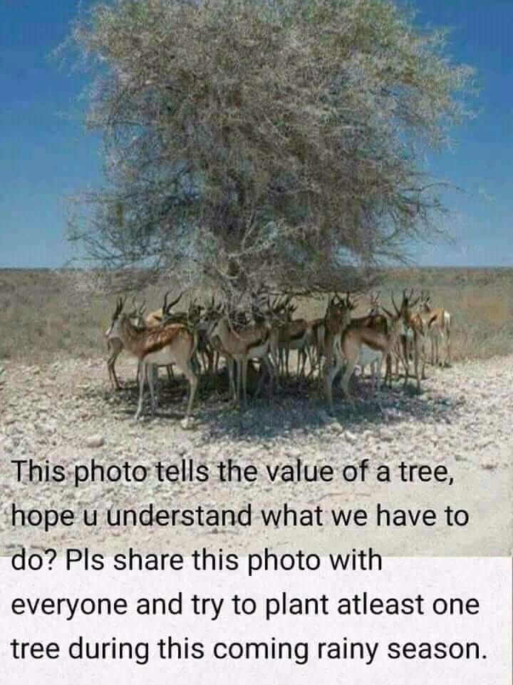 Let's plant and protect trees