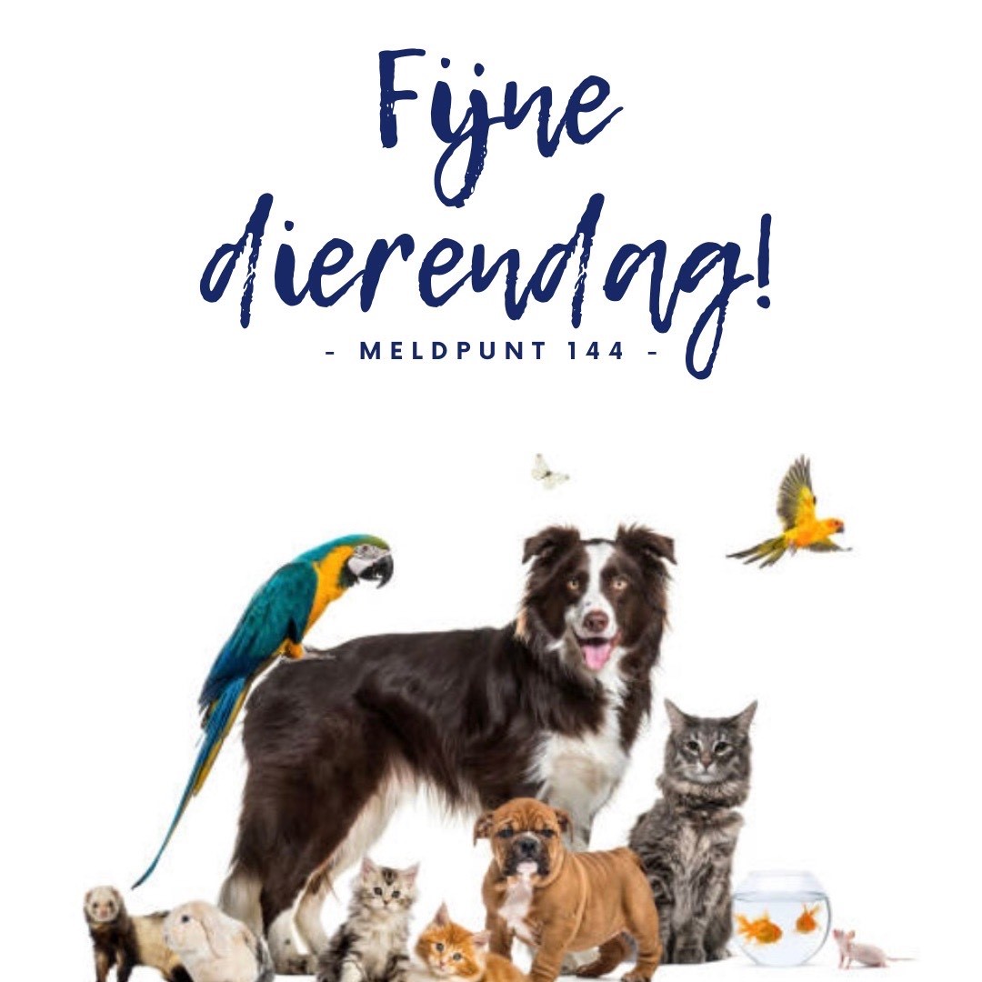 Meldpunt144's tweet photo. Elke dag dierendag, maar vandaag nét een beetje meer!

Hoe jij dieren kan helpen? We hebben het op een rijtje gezet in dit draadje.

#Elkedagdierendag #Meldpunt144 #Dierenwelzijn https://t.co/t7FSJDAYG7