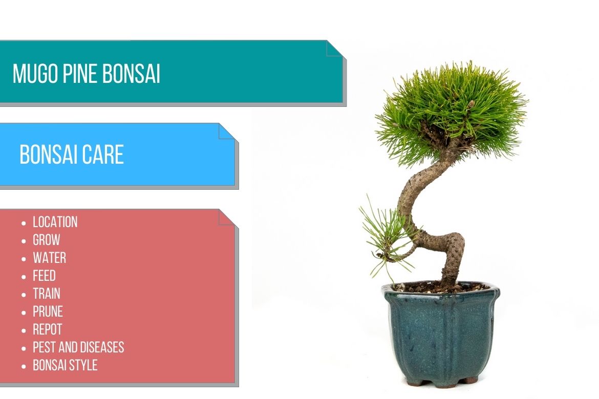 AgroTexGlobal's tweet photo. Mugo pine bonsai care 
 
https://t.co/DKD8WXqsZM
 
#agriculture #agriculturenews #agrinews #agronews #farming #agricultureworld #agrilife #fruit #vegetable #agritech #Krishinews #farmer #producetrade #producenews https://t.co/T0KAO8dHBX
