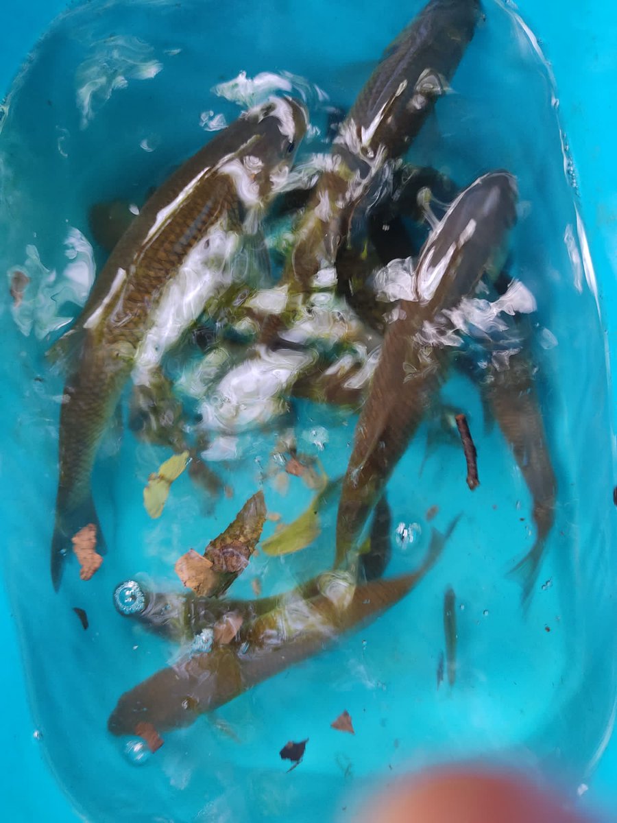 Xarxa de Parcs Naturals tweet media