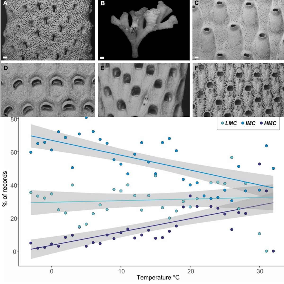 Marine calcifiers tweet media