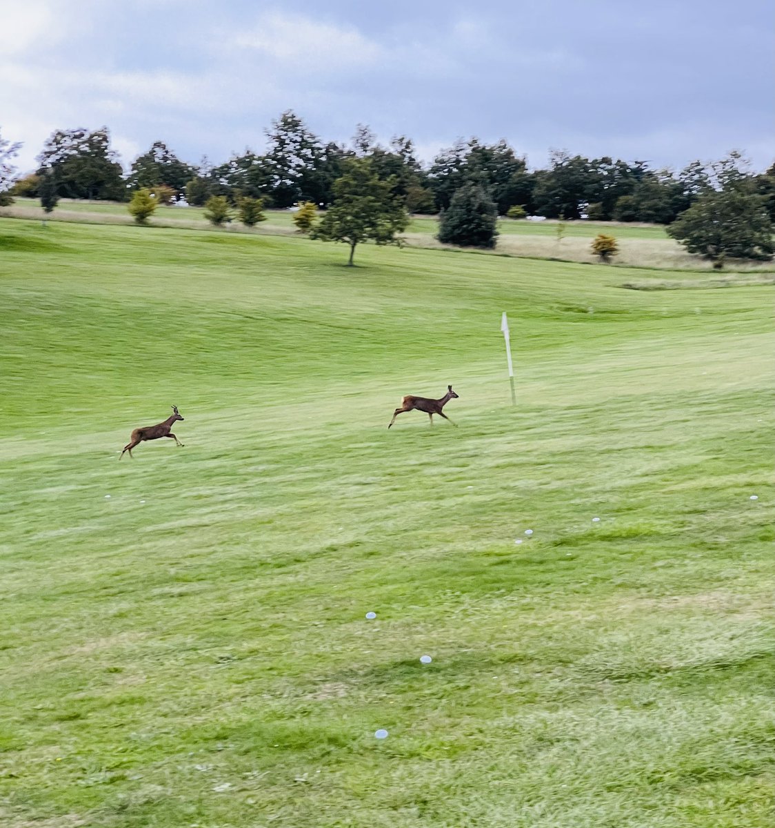 Michael Peregrin tweet media