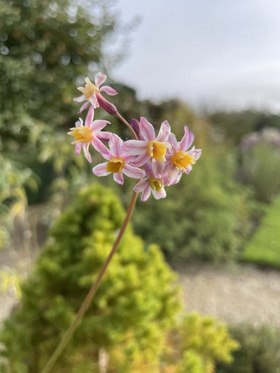 Tulbaghia ‘Cosmic’ …a wonderful sun loving perennial with exquisite evening scented flowers from late summer to early autumn 😍