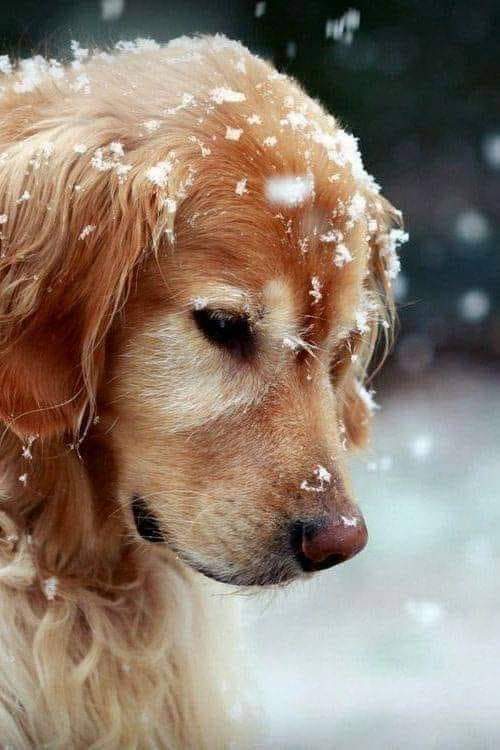 Bu dünya yalnız bizim değil #4EkimHayvanlarıKorumaGünü