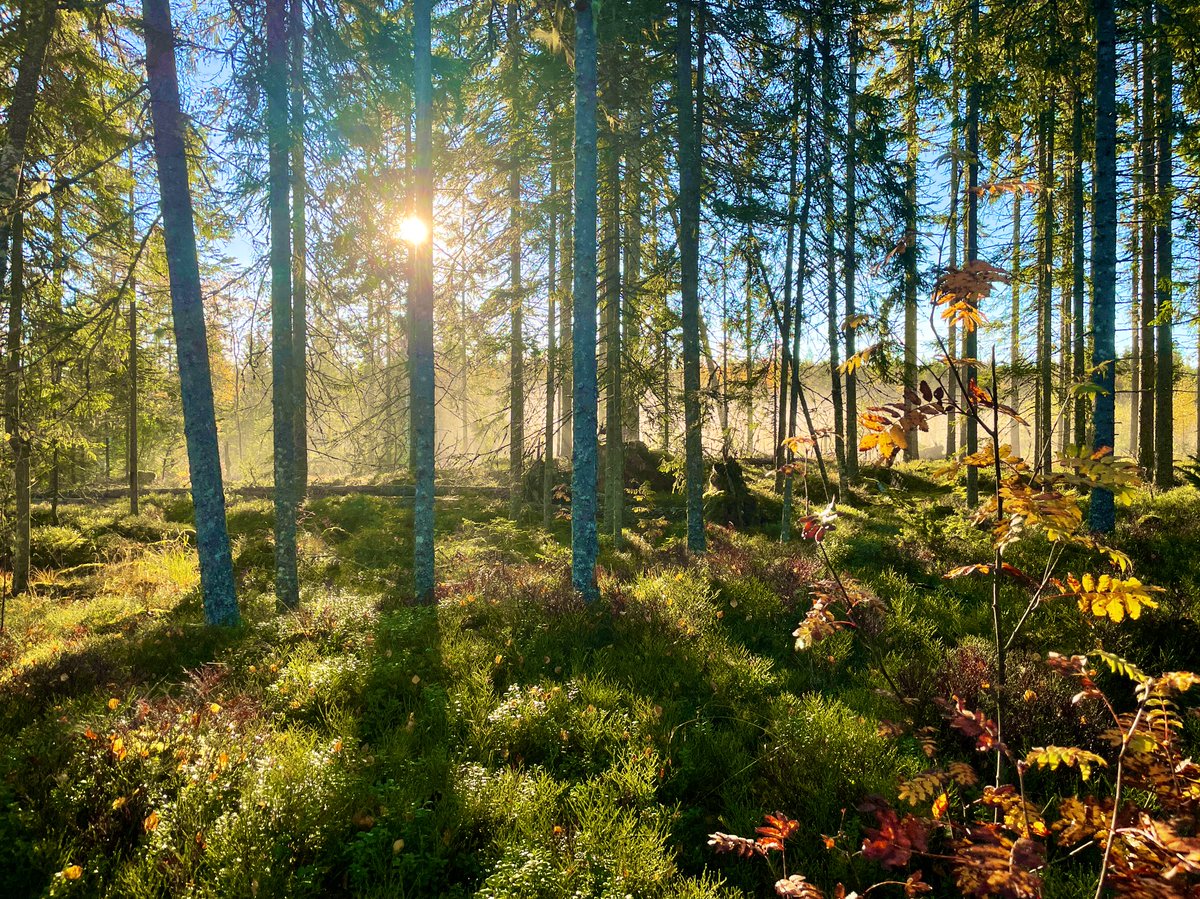 FarbrorFri's tweet photo. Nyss frost och dimma men så kommer solen, det blir en fantastisk dag i skogen! #levlokalt #leksand #granberget https://t.co/O5B8FpTmFF