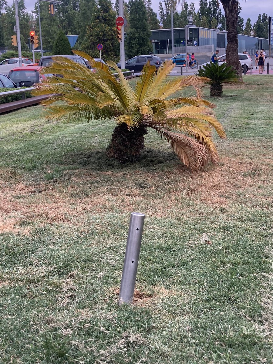 LesTorres_Rubi's tweet photo. Alguna vegada heu vist un tractament de la vegetació a Rubí?  Totalment necesari si no volem q les enfermetats i plagues matin els nostres arbres.   @AndresMedranoRU @volemrubiverd https://t.co/flV51LPkeP