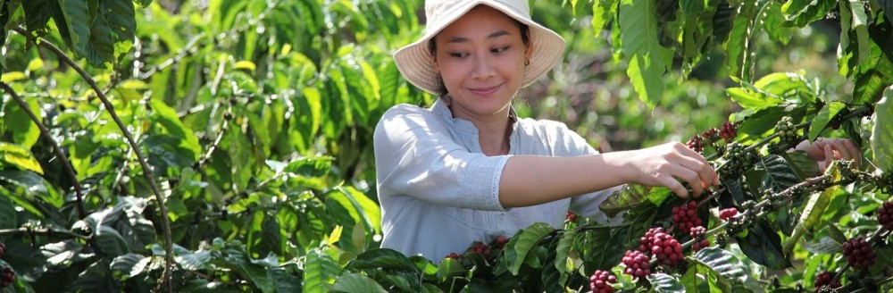 NESCAFÉ, Nestlés største kaffemerke og en av de mest populære kaffene i verden, presenterer i dag sin omfattende plan for å bidra til å gjøre kaffedyrking mer bærekraftig: NESCAFÉ Plan 2030.  mynewsdesk.com/no/nestle-nord…
