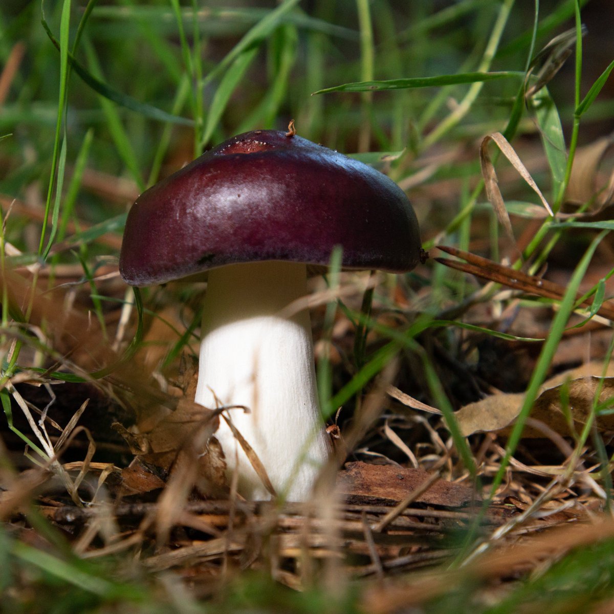 Data_BirdMan's tweet image. In the New Forest - the primrose brittlegill 𝑅𝑢𝑠𝑠𝑢𝑙𝑎 𝑠𝑎𝑟𝑑𝑜𝑛𝑖𝑎