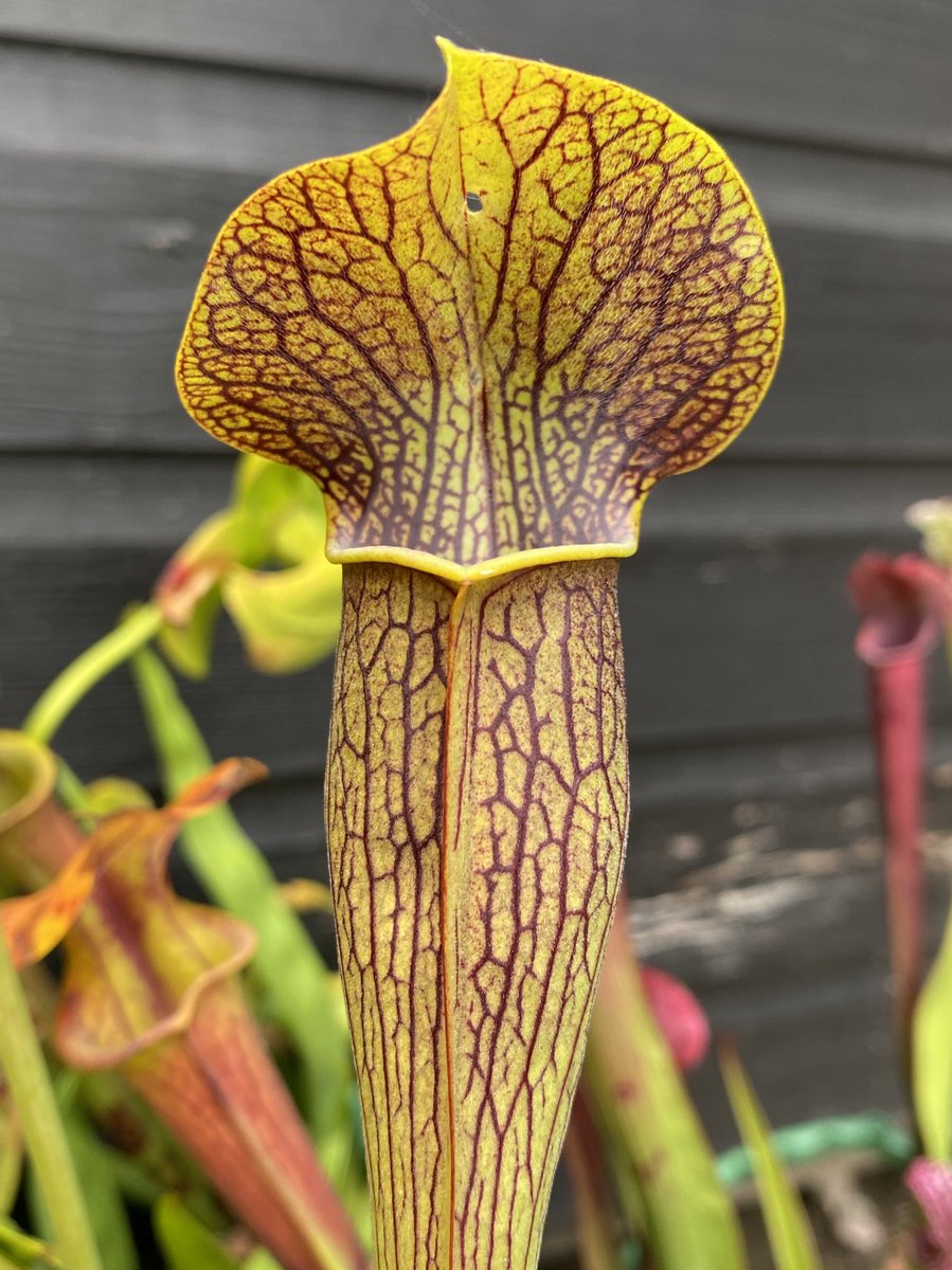Sarracenia Alata ‘Bulbous Red Lid’, Stone County, Mississippi <a href="/WWickedPlants/">Wacks Wicked Plants</a>