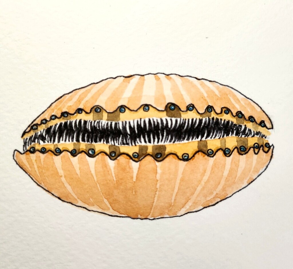 Inktober day 4: Scallop

Good friend, @skye.stronglikeox.burnie helped me out with some inspo for this one. She kindly reminded me that scallops are actual nightmare fuel. Good times!

-----------
#watercolor #watercolorpainting #watercolors #watercolora… instagr.am/p/CjSFrBEry8z/